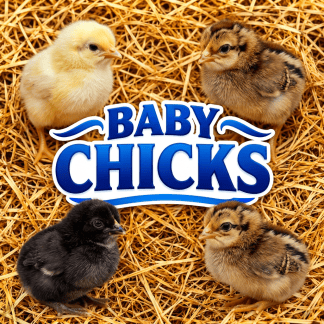 1-14 DAYS OLD