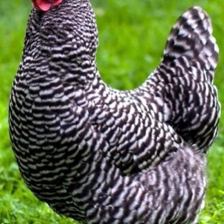 (22) Barred Rock — pre-Order chick