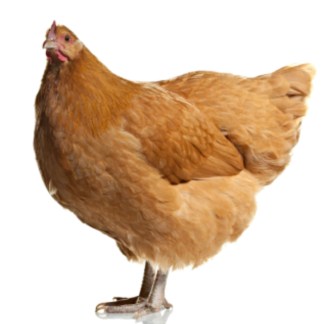 (03) Buff Orpington, — pre-Order chick