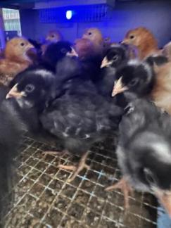 HATCH CHICKS TO ORDER