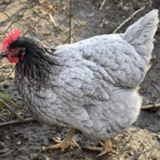 (24) Blue Rock — pre-Order chick