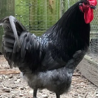 Roosters for breeding