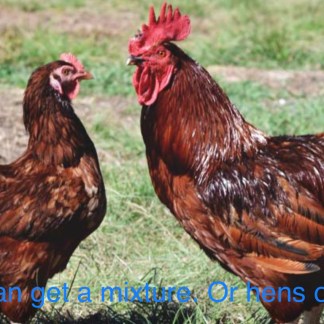 Poultry feed