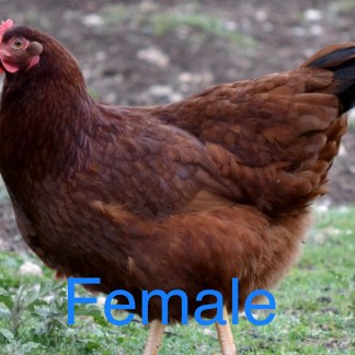 (32) Rhode Island Red — pre-Order chick