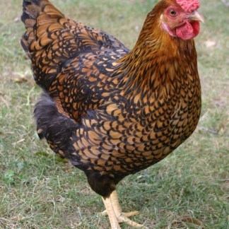 (12) Golden Laced Wyandotte — pre-Order chick