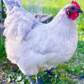 (01) lavender Orpington, — pre-Order chick