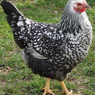(13) Sliver Laced Wyandotte — pre-Order chick
