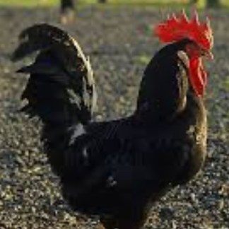 Roosters