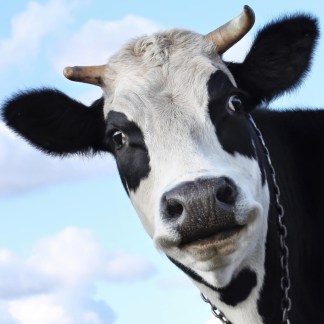Cattle feed