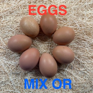 Hatching eggs