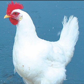 (28) White leghorn, — pre-Order chick
