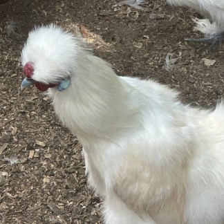 (10) White Silkies — pre-Order chick