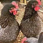 (31) Rhode Island Blue — pre-Order chick