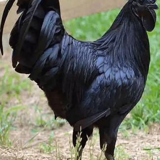 24 - AYAM CEMANI(should be back in stock about November)