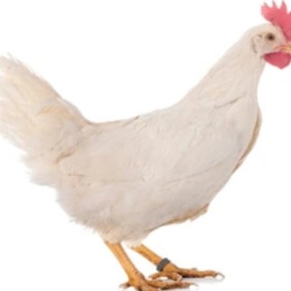 28 - PRE-ORDER WHITE LEGHORNS 4-5 months old