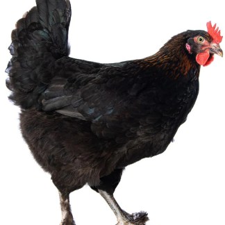 04- BLACK COPPER MORAN (should be back in stock about November)