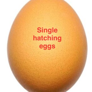 Single Hatching eggs