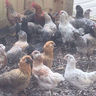 28 -RAINBOW EGGERS (2-6 weeks old)