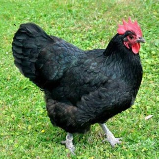 Black Australorp