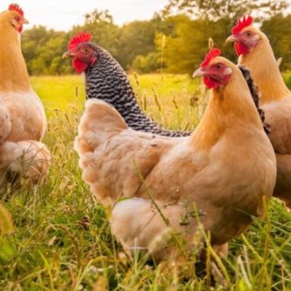 Chicks raised to 4-5 months old