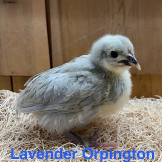 01-LAVENDER ORPINGTONS (2-6 weeks old)