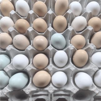 1-dozen (12) farm fresh eating eggs (PEEWEE)
