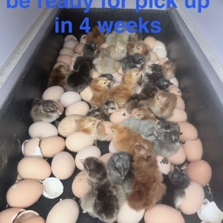HATCH CHICKS TO ORDER