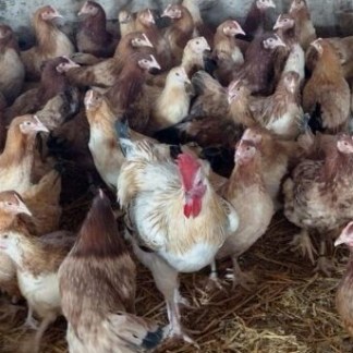 29-CHOCOLATE EGGERS (6-12 weeks old)