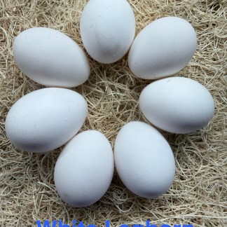 23-White Leghorn 1-hatching eggs
