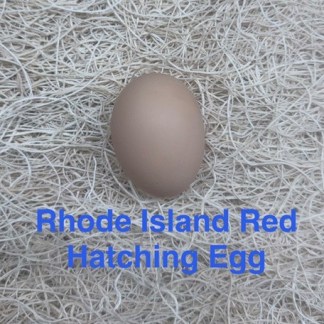27-Rhode Island Red 1-hatching eggs