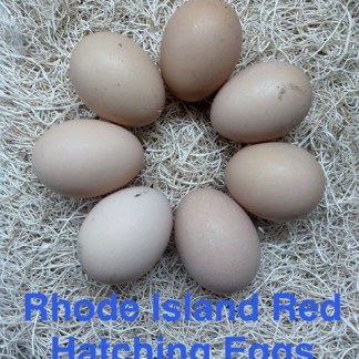 27-Rhode Island, Red 6-hatching eggs