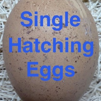 Single hatching eggs