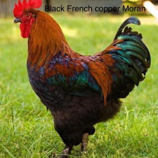 Black French copper Moran rooster