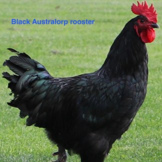 Black Australorp rooster