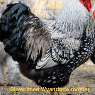 Silverlaced Wyandotte rooster