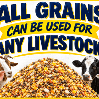 Grain