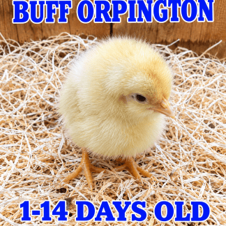 03-BUFF ORPINGTON (1-14 days old )