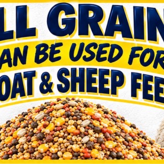 Sheep and goat feed