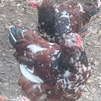 Jubilee Orpington rooster