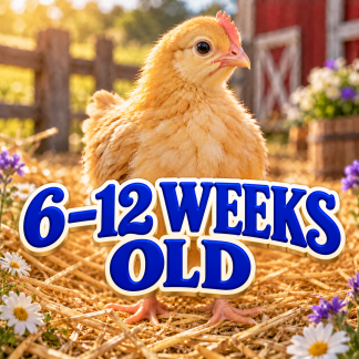 6-12 weeks old