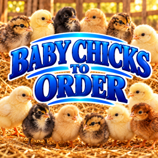 HATCH CHICKS TO ORDER