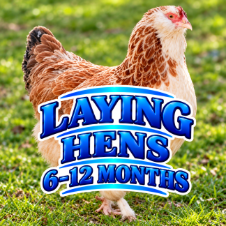 6-12 MONTHS OLD LAYING HENS
