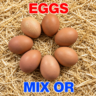 6-Hatching eggs